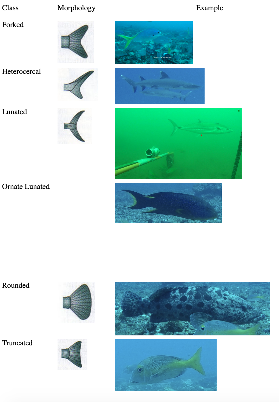 Bounding box annotations Bounding box tail annotations